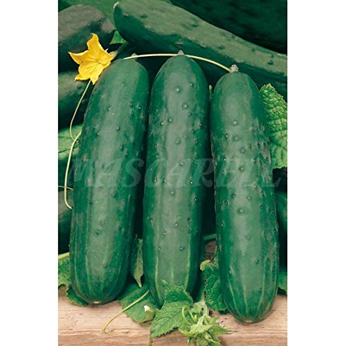 Semillas hortícolas - Pepino hortelano - Mascarell - Auto & Moto Amazon Espagne à 2.50€