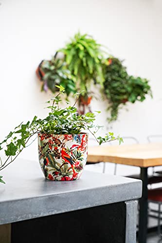 Ivyline Indoor Plant Pot Monza Tropical Parrot H15.5Cm... - Jardin & Extérieur Amazon Royaume-Uni à 9.99€