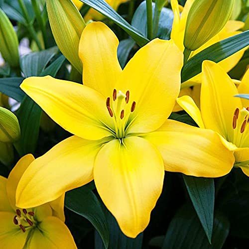 1x Bulbo lirio Bulbos de lilium Plantas decorativas... - Jardin & Extérieur Amazon Espagne à 1.47€