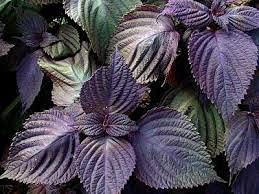 PERILLA FRUTESCENS ROSSO PORPORA NR.100 SEMI - Jardin & Extérieur Amazon Italie à 2.00€