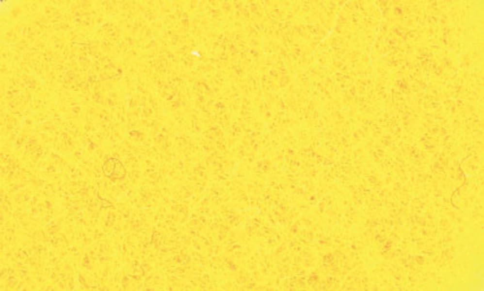 Graine Créative - Feltro A4, 2 mm, colore: Giallo oro - Loisirs Créatifs Amazon Italie à 0.93€