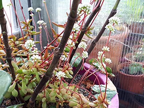 CRASSULA TRESCO Seaspray Compact Flowering Hardy Succulent... - Jardin & Extérieur Amazon Royaume-Uni à 1.99€