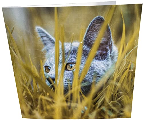Maturi Hiding Cat Photographic Blank Birthday Greetings... - Pet Supplies Amazon UK à 1.75€