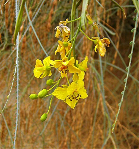 Parkinsonia The Jerusalem Thorn. Attractive Desert Tree... - Jardin & Extérieur Amazon Royaume-Uni à 0.99€