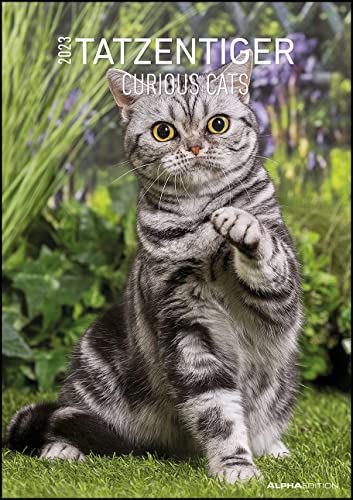 Tatzentiger 2023 - Bildkalender A3 (29,7x42 cm) - Curious... - Animalerie Amazon Allemagne à 3.81€