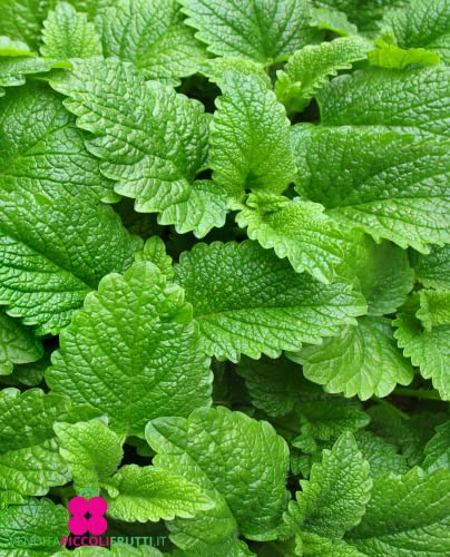 Plante de Melissa - Melissa Officinalis' - Pot Ø 14 cm - H.... - Jardin & Extérieur Amazon France à 4.20€