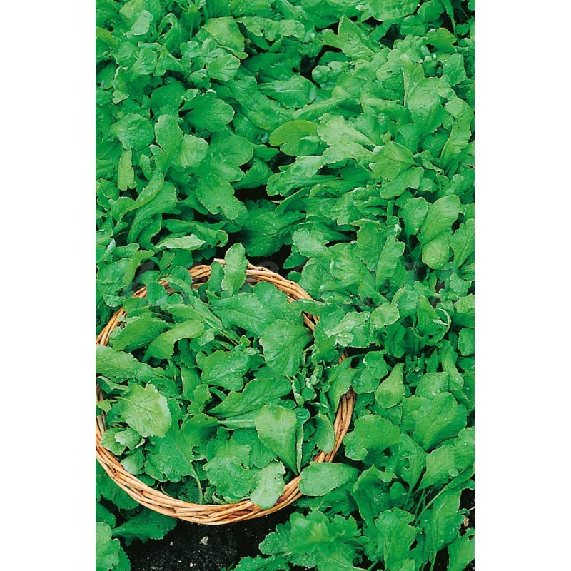 Semillas aromáticas - Berro de jardín - Mascarell - Auto & Moto Amazon Espagne à 2.50€