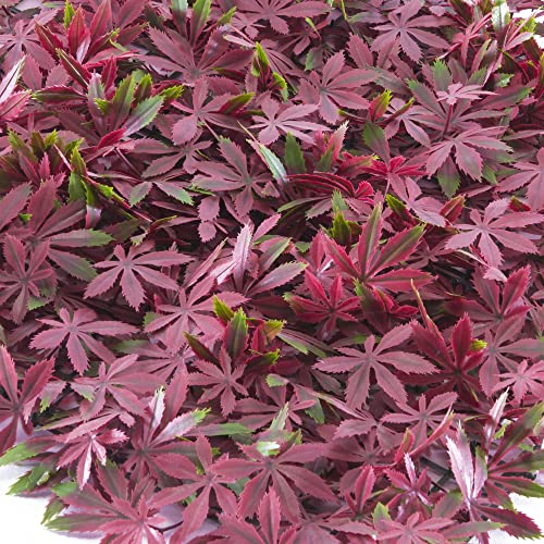 TENAX Divy Panel Arce 0,50 x 0,50 m Verde-Rojo, Panel... - Maison & Cuisine Amazon Espagne à 5.93€