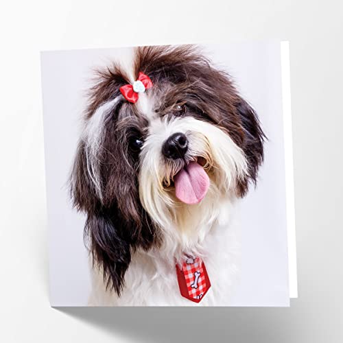Maturi Shih Tzu Dog Photographic Blank Birthday Greetings... - Nouvelle promo Amazon à 1.94€