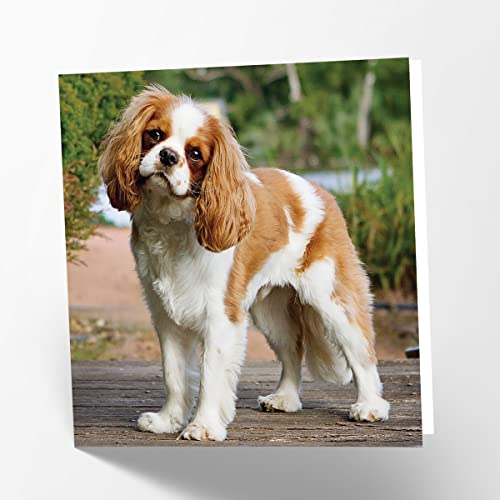 Maturi King Charles Dog Photographic Blank Birthday... - Pet Supplies Amazon UK à 1.69€