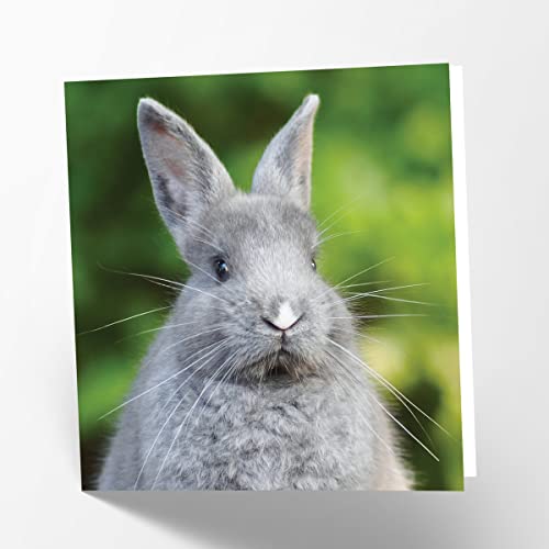 Maturi Grey Rabbit Photographic Blank Birthday Greetings... - Auto & Moto en promo à 1.90€
