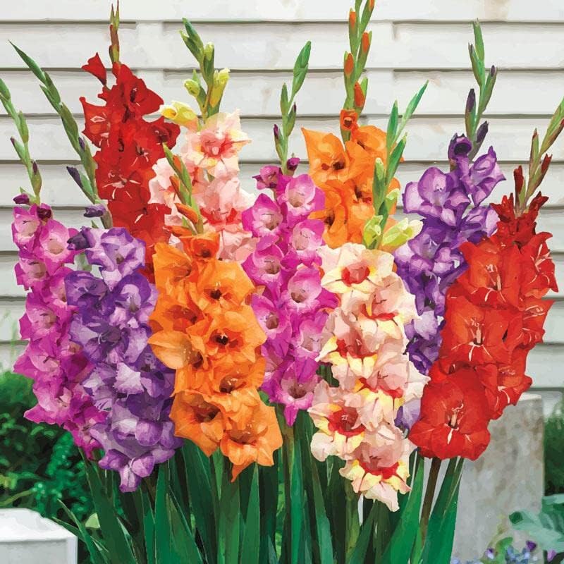 Blue Magic Design 1 Large Mixed Colour Gladiolus Spring... - Jardin & Extérieur Amazon Royaume-Uni à 1.99€