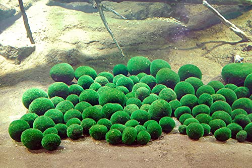 NatureHolic Marimo - Pallina per alghe giapponese, Marimo - Jardin & Extérieur Amazon Italie à 3.44€