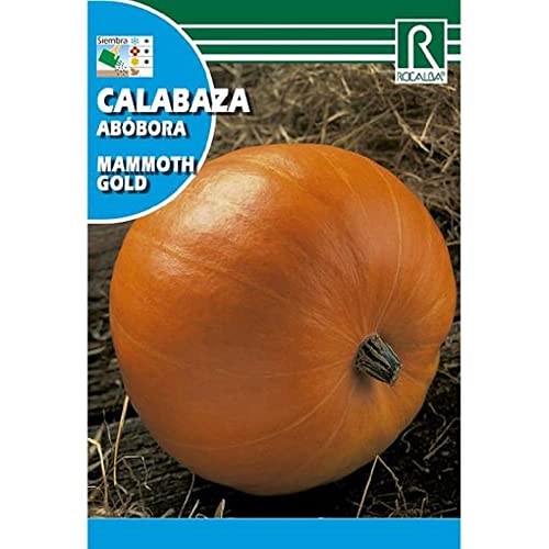 ROCALBA CALABAZA MAMMOTH GOLD 3g - Jardin & Extérieur Amazon Espagne à 1.95€