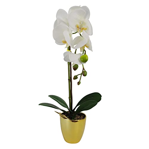 Leaf Design UK Présentoir de Fleurs d'orchidées... en promo à 25,53€ (-44%) sur Amazon FR