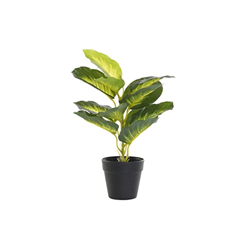 DKD Home Decor Plante d'Ornement, Standard - Jardin & Extérieur Amazon France à 13.46€