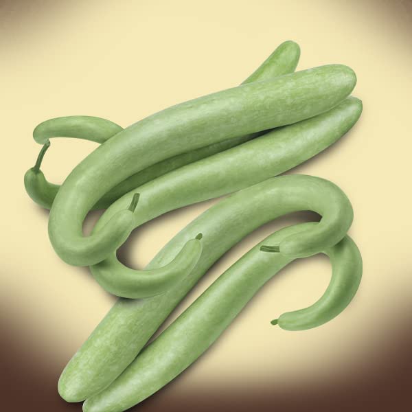 Graines Citrouille serpent de Sicile - Épicerie en promo à 5.58€