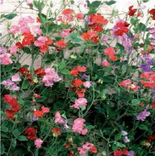 Flower - Sweet Pea - Giant Spencer Waved Mixed - 50 Seeds - Jardin & Extérieur Amazon Royaume-Uni à 1.65€