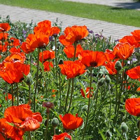 PAPAVERO ORIENTALE ROSSO BRILLANTE TAPPETO DI FUOCO NR.50... - Jardin & Extérieur Amazon Italie à 2.20€