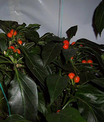 Hot Rainbow 10 Chilli Seeds by CHILLLIESontheWEB - Pick and... - Jardin & Extérieur Amazon Royaume-Uni à 1.59€