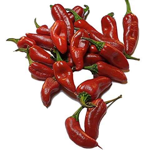 Jemez Pueblo 5 Chilli Seeds by CHILLLIESontheWEB - Pick and... - Épicerie Amazon Royaume-Uni à 1.59€