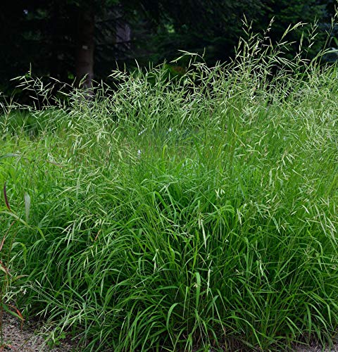 Wald Zwenke - Brachypodium sylvaticum - lebende... - Jardin & Extérieur Amazon Allemagne à 9.99€