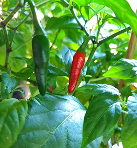 Krebs Elegance 5 Chili Seeds by CHILLIESontheWEB - Pick and... - Jardin & Extérieur Amazon Royaume-Uni à 1.59€