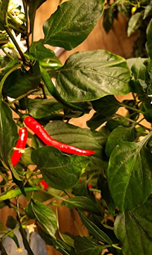 Turkish Pepper 5 Chili Seeds by CHILLIESontheWEB - Pick and... - Épicerie Amazon Royaume-Uni à 1.59€