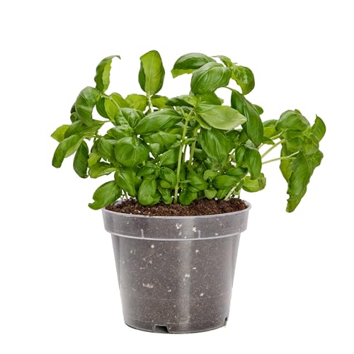 Garronda Pots Horticulture Ronds Transparents Pots pour... - Jardin & Extérieur Amazon France à 2.29€