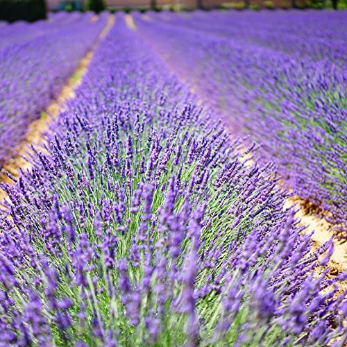 Lavandula Hidcote von Intragarten Lavendel winterhart - Jardin & Extérieur Amazon Allemagne à 2.50€