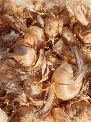 Bulbi di Zafferano Grandi Crocus 1° Origine Navelli San... - Jardin & Extérieur Amazon Italie à 0.99€