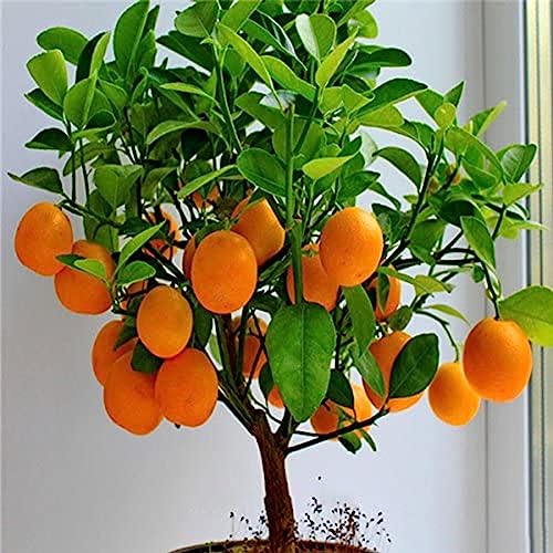 lamphle 30 Unids Semillas de Naranjo Fruta en Maceta Bonsai... - Jardin & Extérieur Amazon Espagne à 2.89€