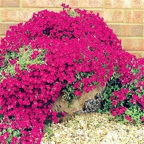 PERZOE 500 Pezzi di Piante da Fiore perenni tappezzanti da... - Jardin & Extérieur Amazon Italie à 1.00€