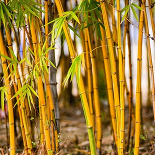 PERZOE 300 Pcs Graines De Bambou, Phyllostachys Pubescens... - Jardin & Extérieur Amazon France à 2.04€