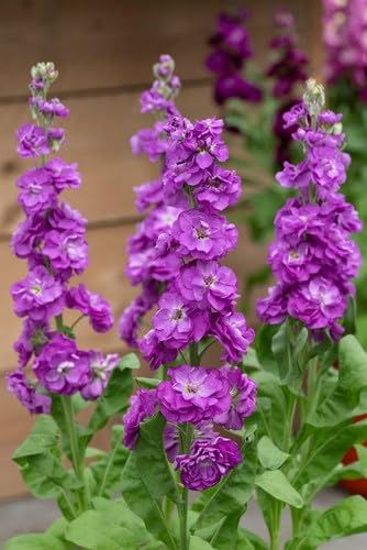 VIOLACCIOCCA EXCELSIOR BLU SCURO NR.30 SEMI - Jardin & Extérieur Amazon Italie à 2.20€