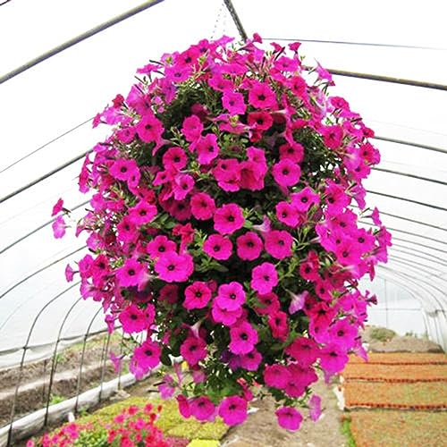 50 Unids Morning Glory Semillas Colgantes Petunia Home... - Jardin & Extérieur en promo à 2.69€
