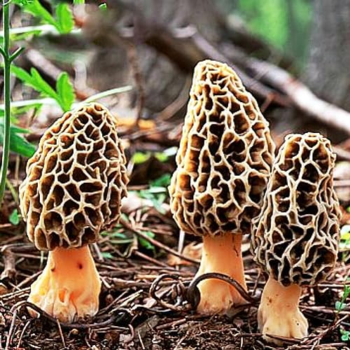PERZOE 100 Unids Semillas de Morchella, Morels Mushroom... - Jardin & Extérieur Amazon Espagne à 1.22€