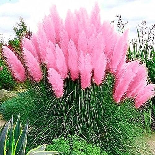 PERZOE 200pcs graines de cortaderia selloana, herbe de... - Jardin & Extérieur Amazon France à 1.31€