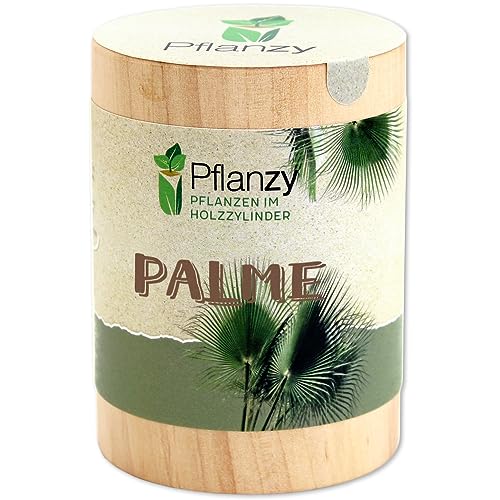 Feel Green Pflanzy Palme, Nachhaltige Geschenkidee (100%... - Garden & Outdoor Amazon Germany à 4.55€