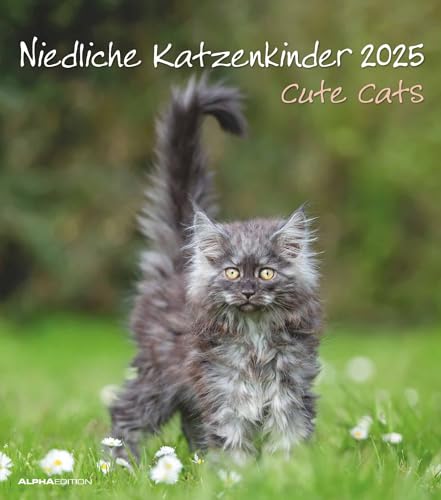 Alpha Edition - Niedliche Katzenkinder 2025 Bildkalender... - Animalerie Amazon Allemagne à 5.78€