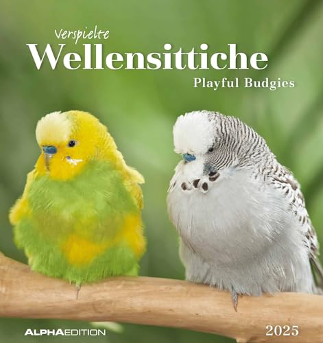 Alpha Edition - Wellensittiche 2025 Postkartenkalender... - High-Tech & Électronique Amazon Allemagne à 5.11€