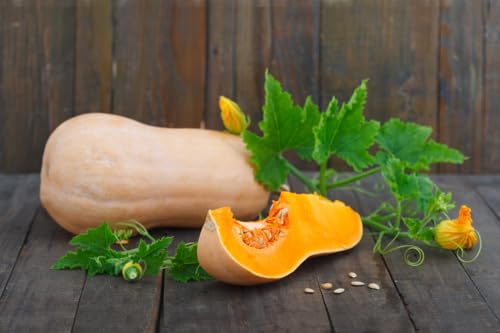 15 Samen Butternut Kürbis Waltham Vegetable Gemüse Squash... - Jardin & Extérieur Amazon Allemagne à 1.60€