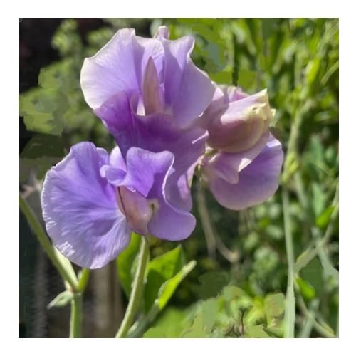 Sweet Pea 'Spencer Leamington Bright Lilac' / Lathyrus... - Jardin & Extérieur Amazon Royaume-Uni à 1.59€