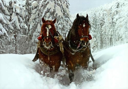 Tushita Winterliche Blankopostkarte mit zwei Pferden im... - Loisirs Créatifs Amazon Allemagne à 1.40€