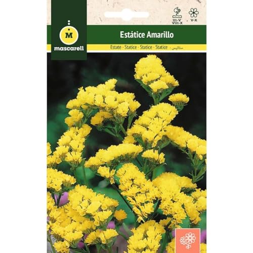 Mascarell Semillas, ESTATICE AMARILLO, Semillas Flores... - Jardin & Extérieur Amazon Espagne à 2.90€