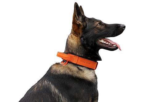 Dingo Gear Drago Lederhundehalsband, amortisiert mit... - Sports & Fitness Amazon Allemagne à 52.30€