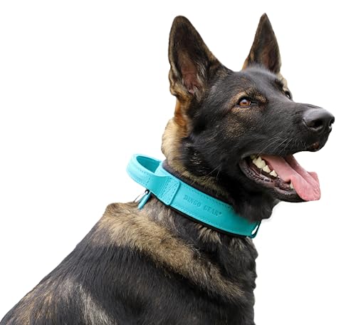 DINGO GEAR Drago Leather Dog Collar, Amortized with Strong... - Deal du jour à 25.61€
