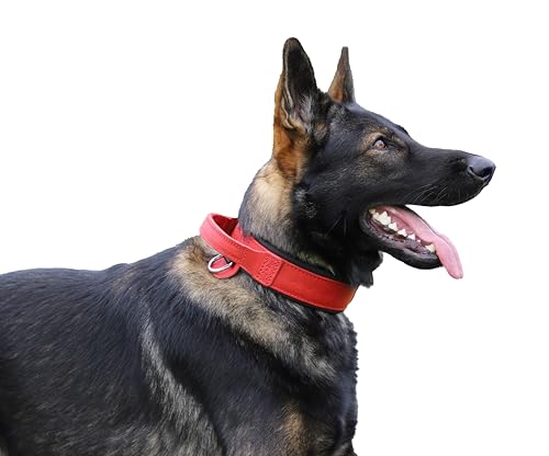 Dingo Gear Drago Lederhundehalsband, amortisiert mit... - Sports & Fitness en promo à 57.81€