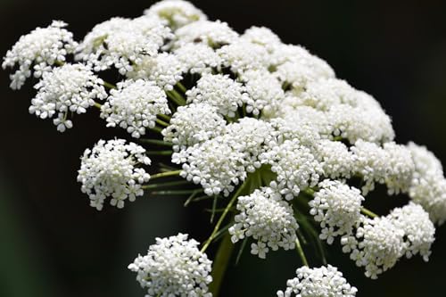 Flower - Ammi Majus - 600 Seeds - Jardin & Extérieur Amazon Royaume-Uni à 1.88€