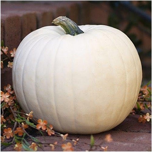 ZUCCA LUMINA BIANCO NR.15 SEMI - Jardin & Extérieur Amazon Italie à 2.20€